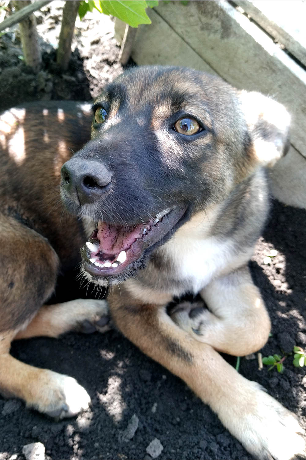 Pomoc zvířatům na Ukrajině